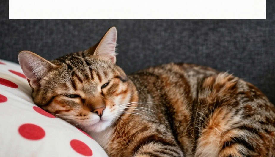 Bộ đồ bó sát của Keely Hodgkinson: bài toán khí động học đặt sai cự ly